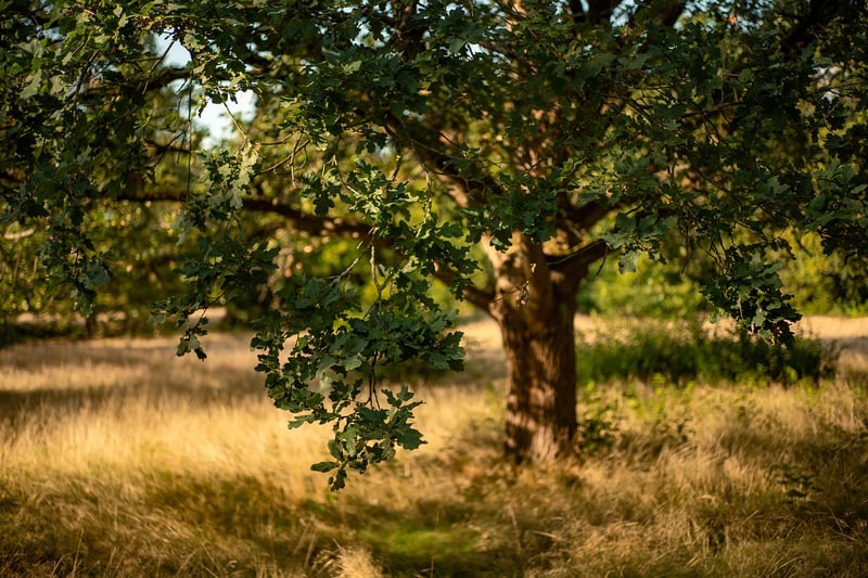 Crystal Oak