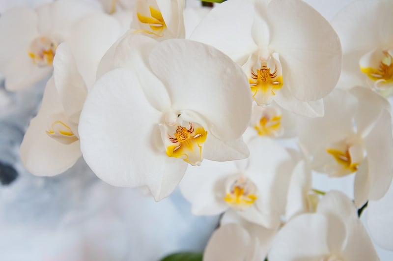 Starlight Orchid