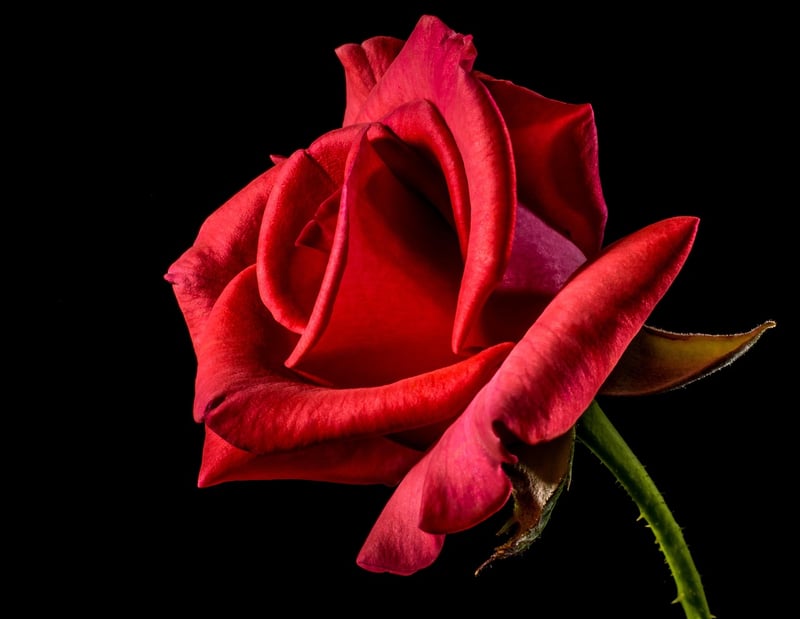 Dragon's Blood Rose