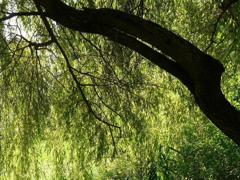 Whispering Willow